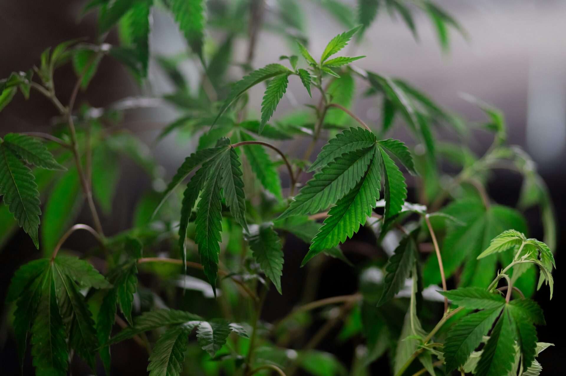 Producteurs de CBD en France