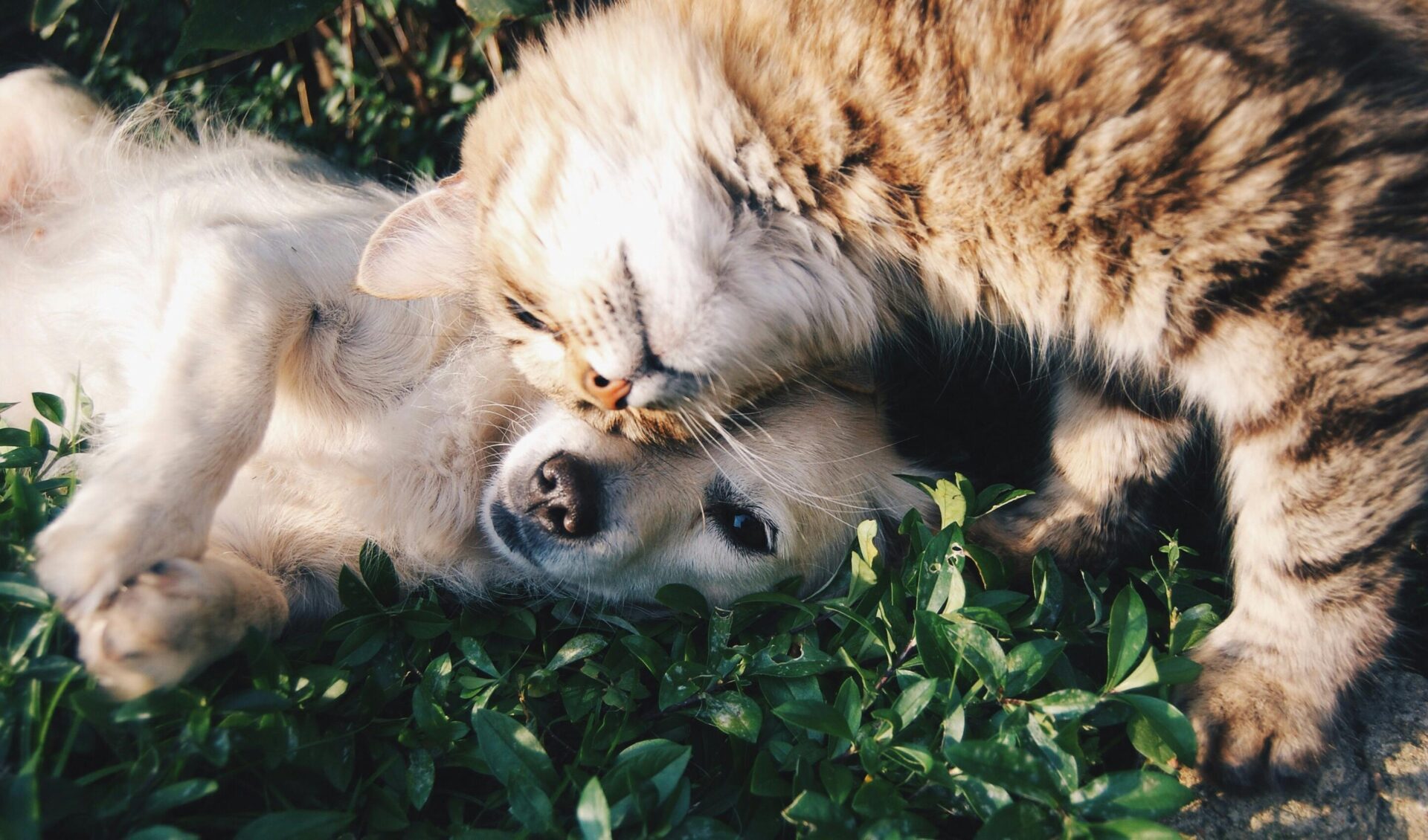 Le CBD pour les Animaux : Bienfaits et Précautions